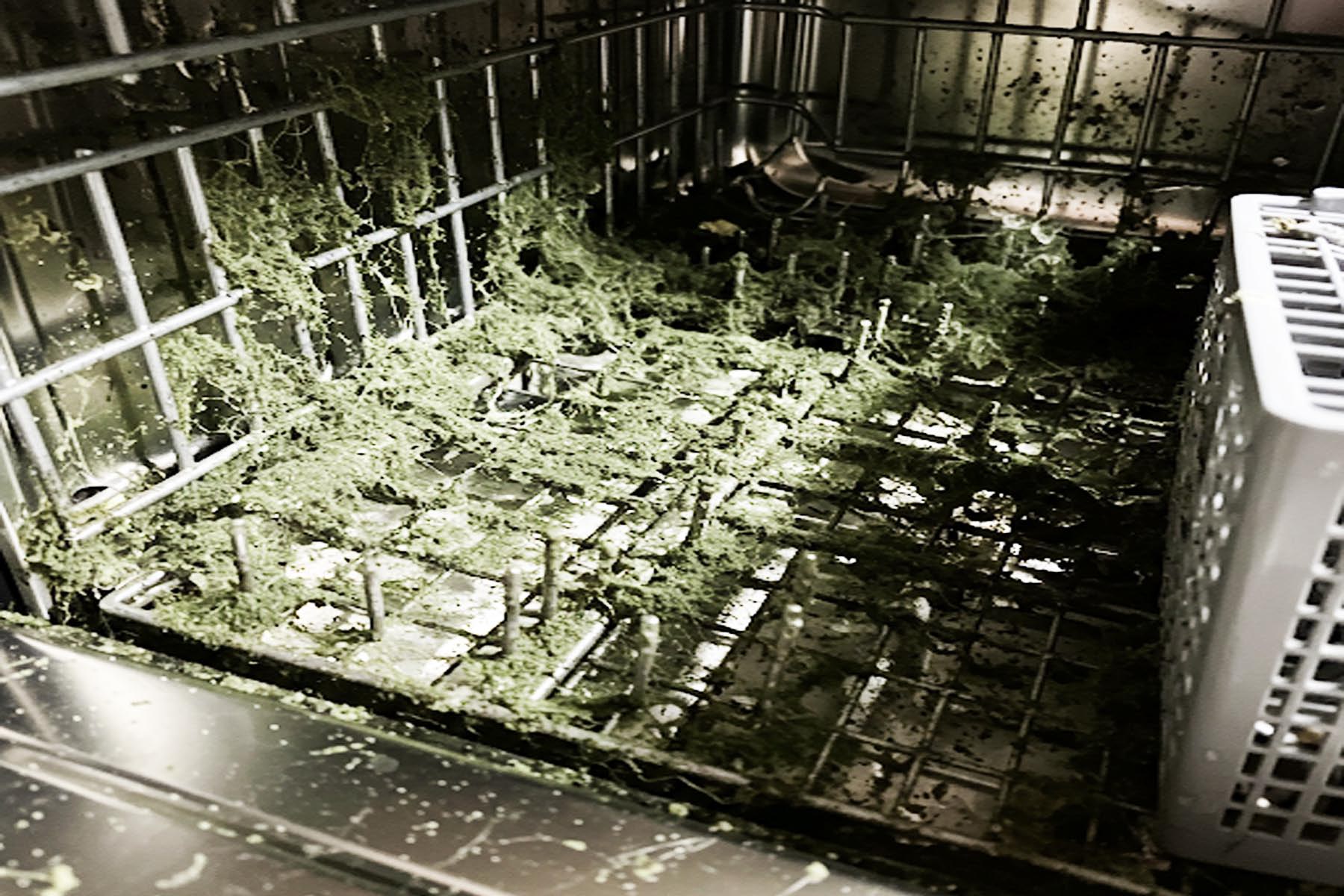 Mold growth around your dishwasher can cause respiratory problems, allergic reactions, and even worsen asthma symptoms in Pflugerville