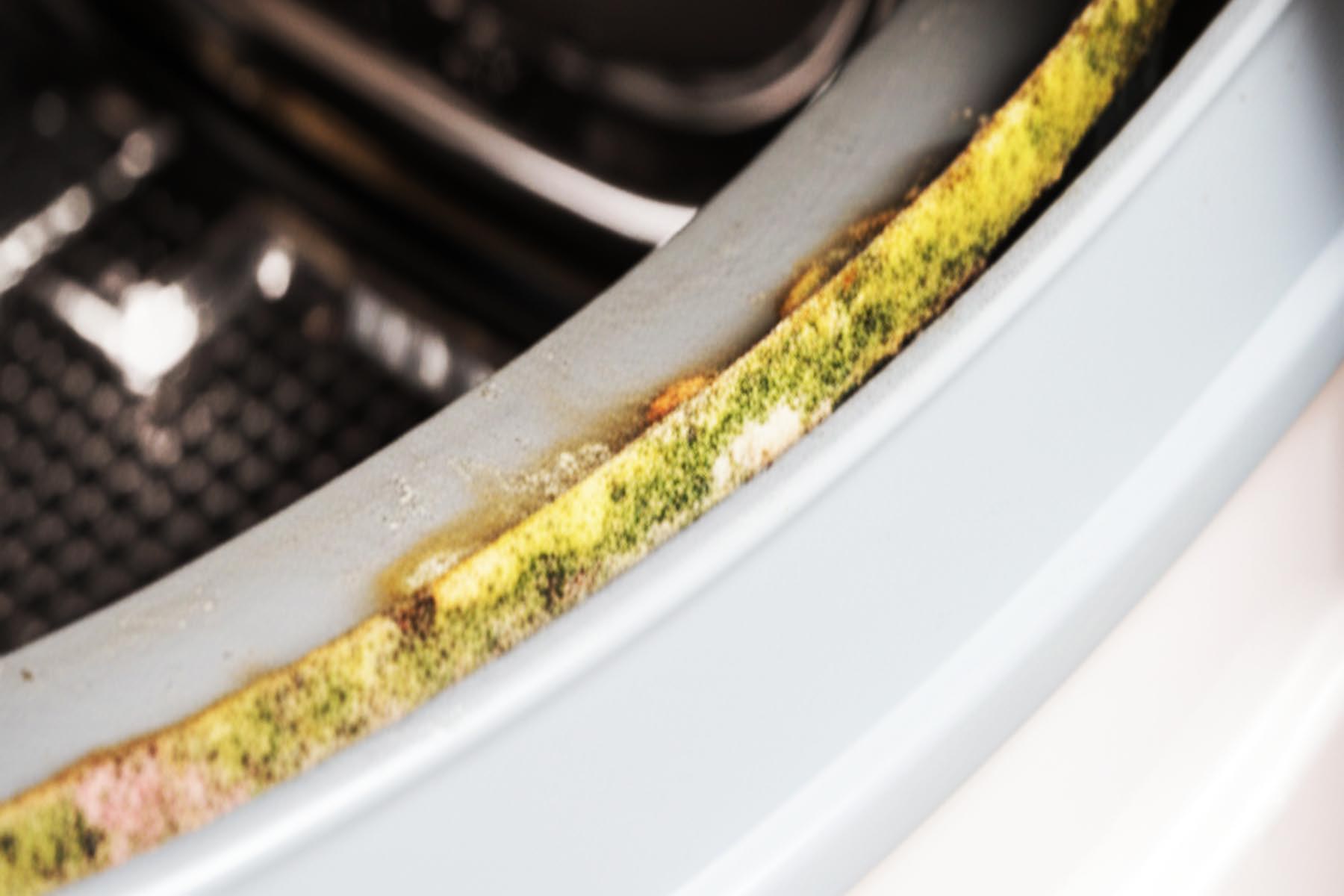 The Build-Up — Formation of Biofilm and Residue Layers on Washing Machines in Lakeway TX
