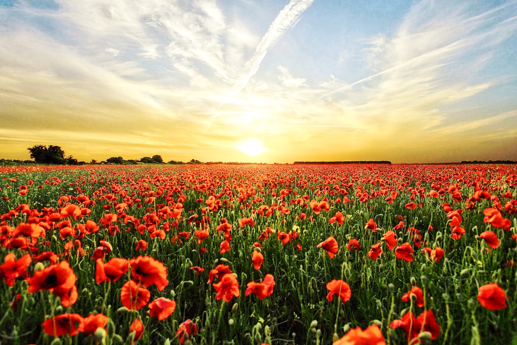 Georgetown Oven Repair: Red Poppy Festival Ready! Call for Expert Service